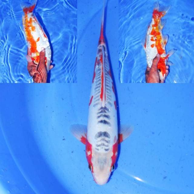 HANA SHUSUI 32cm