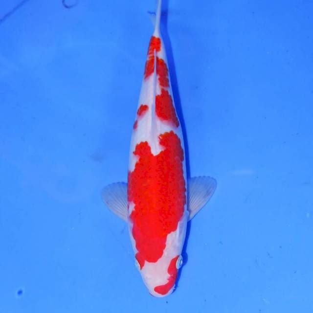 KUCHIHA KOHAKU
