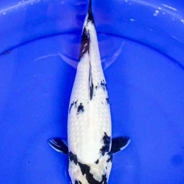 Shiro 33cm Female 