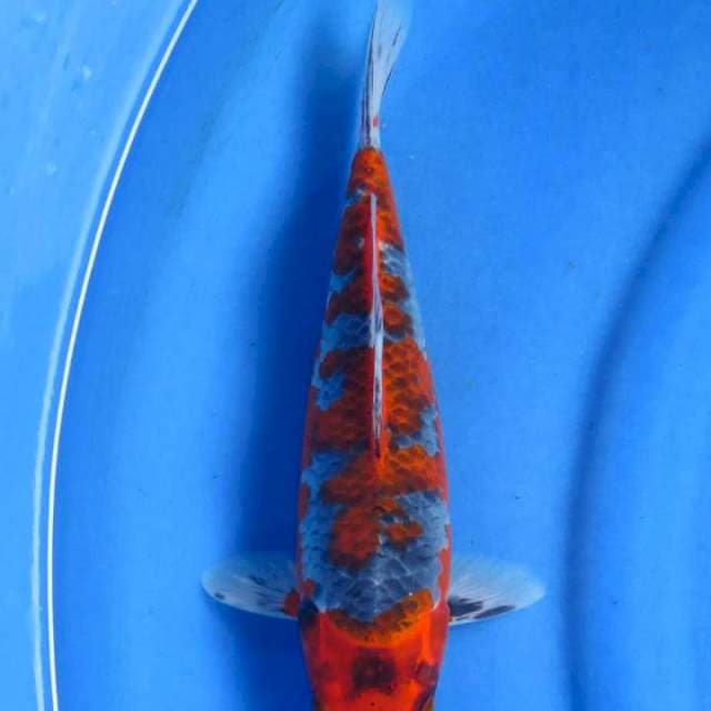 Goshiki 29cm