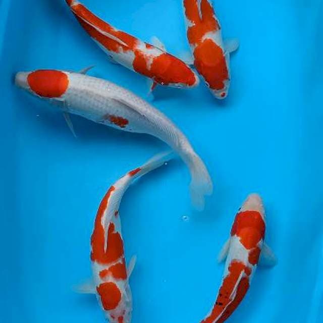 Paket 32-32-33-33-38cm
