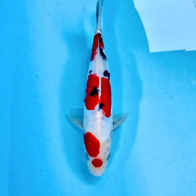 Doitsu, male 28 cm