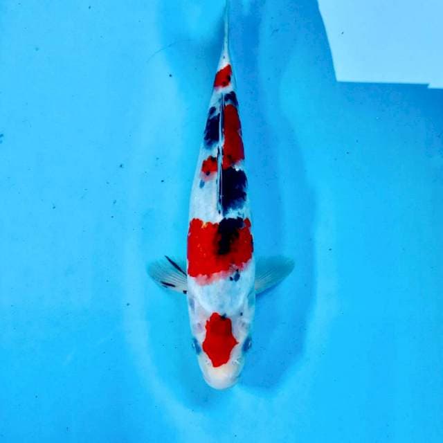Sanke, male 28 cm