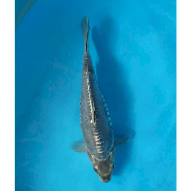 kiko abu abu 35 cm