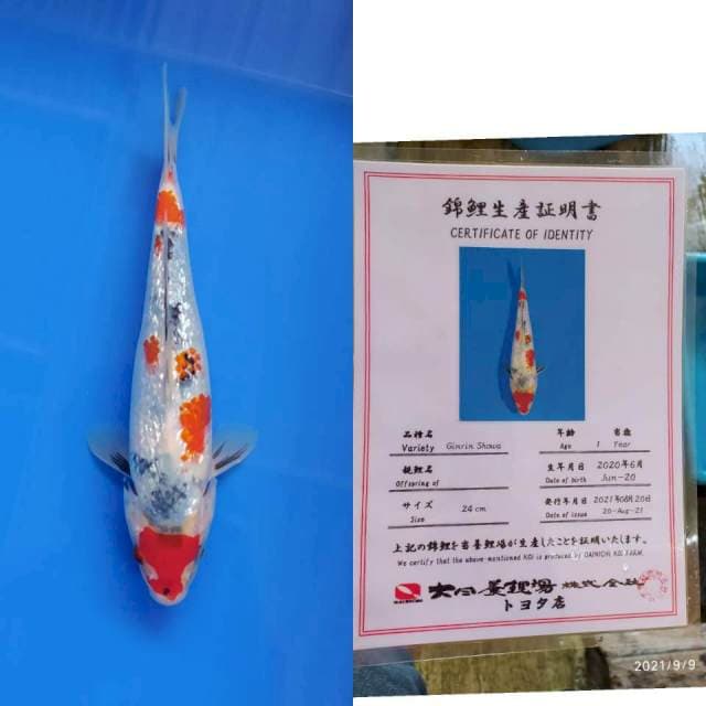 Ginrin Showa 27cm Dainichi
