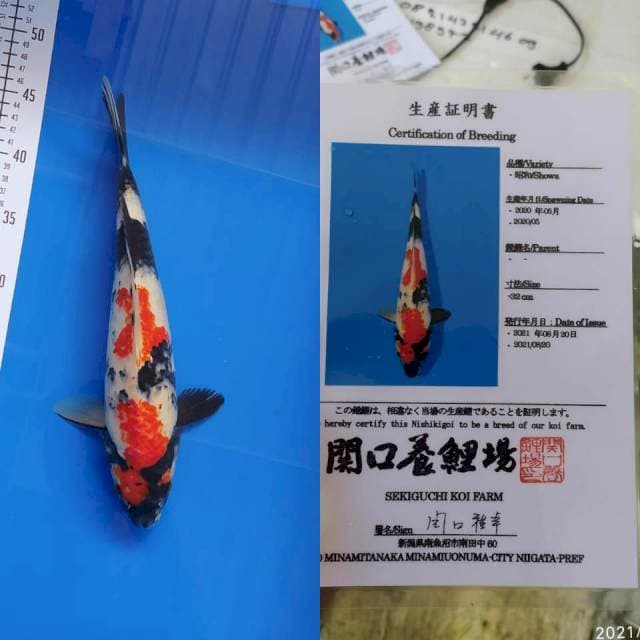Showa 37cm Sekiguchi