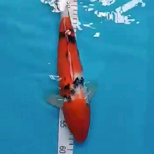 Sanke 33 cm