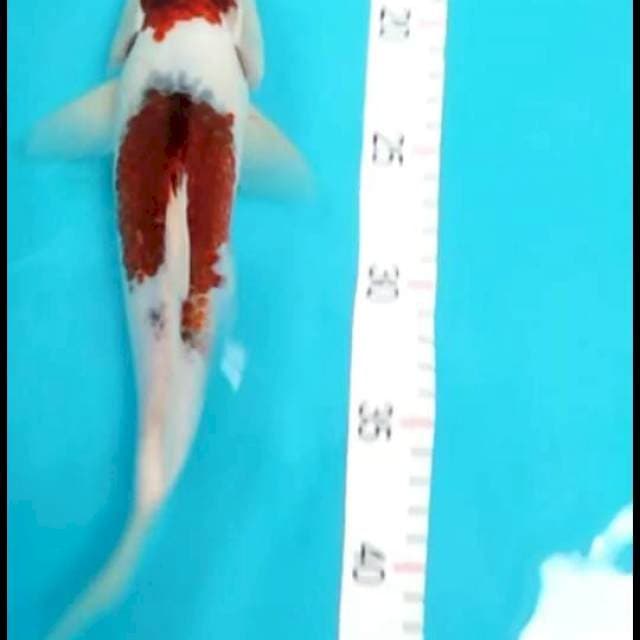 Ai goromo 28 cm