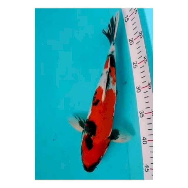 Showa strong motogoronya