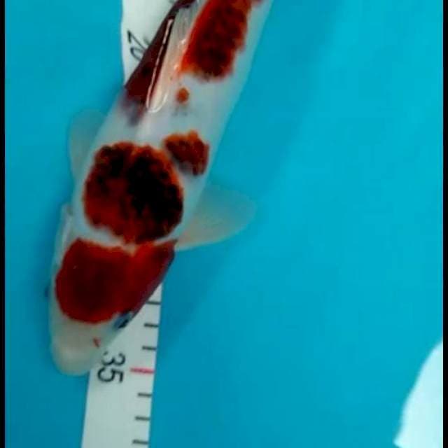 Goromo 30 cm
