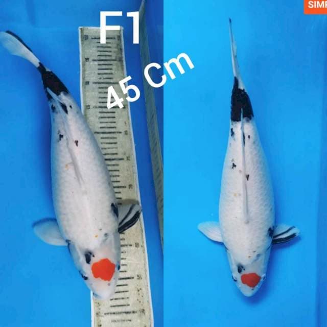 Tancho F1 45 cm 