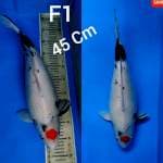 Tancho F1 45 cm 