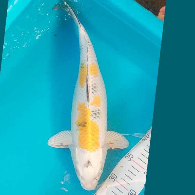 Kin showa 38cm