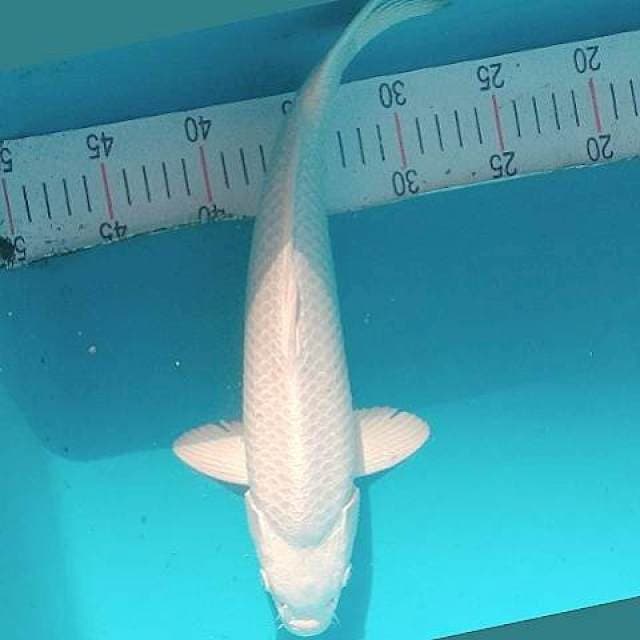 Platinum Jantan 35cm