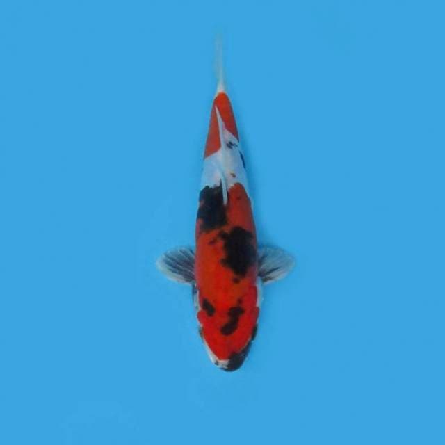 19CM - DOITSU HIKARI UTSURI MONO