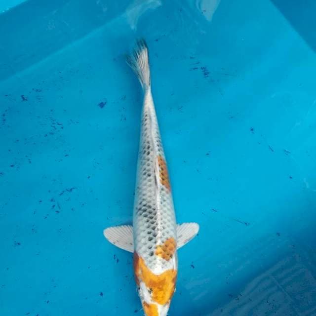 Kin showa 24cm