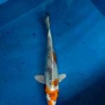 Kin showa 24cm