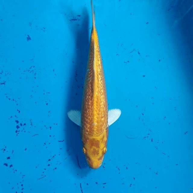 Yamabuki ogon Ginrin 26cm