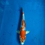 Hariwake Ginrin 24cm