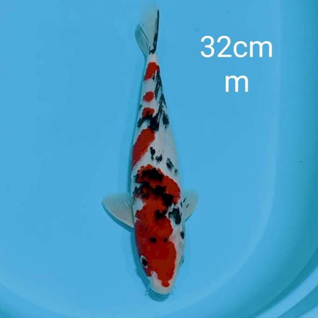 Sanke strong 32cm