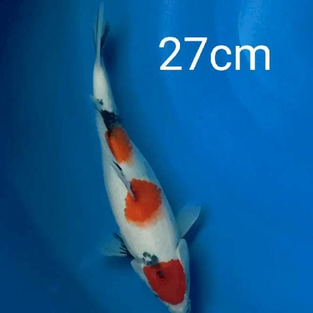 Showa ceplok 27cm