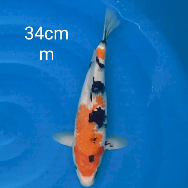 Showa 34cm
