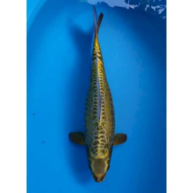 mukasi aragoke 43 cm