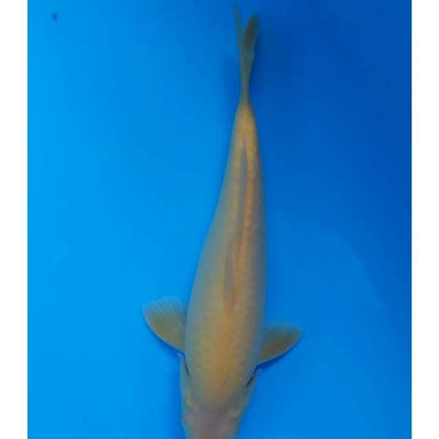 karashi mm 30 cm