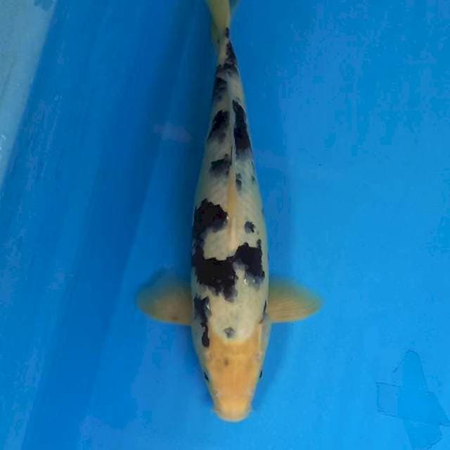 Shiro 34 cm