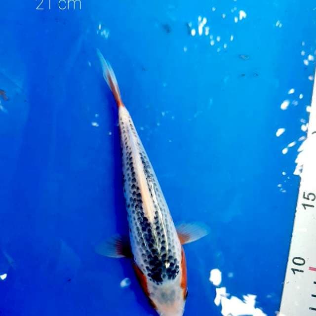 Asagi 21 cm