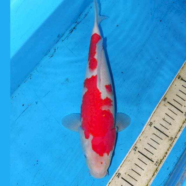 31cm KOHAKU