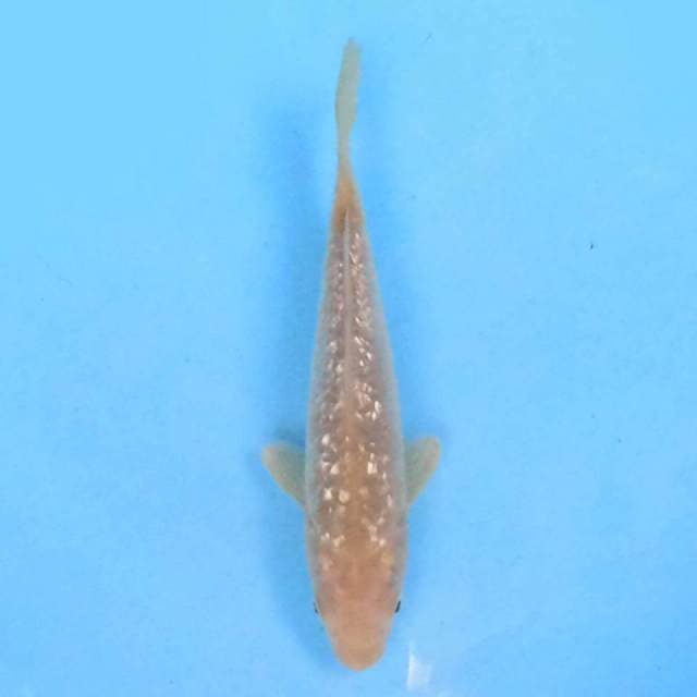 Karashi F1 Marudo 20 cm