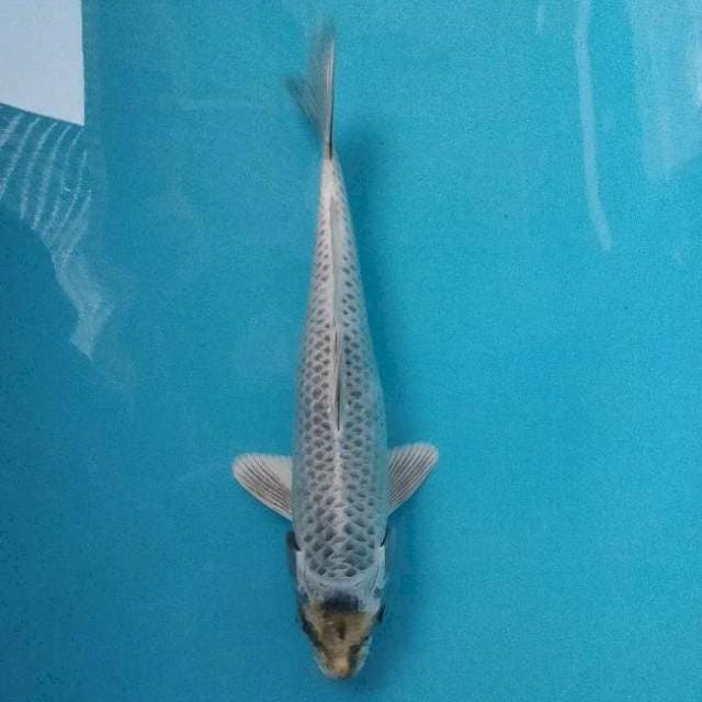 MUKASHI (32cm)