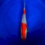 Kohaku 30 cm