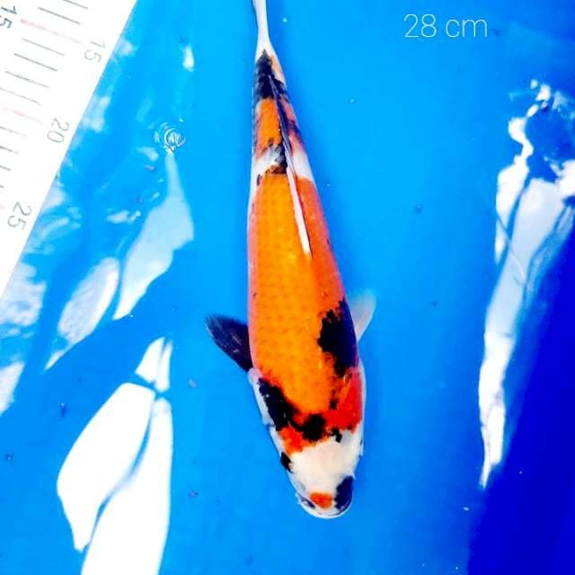 Showa 28 cm