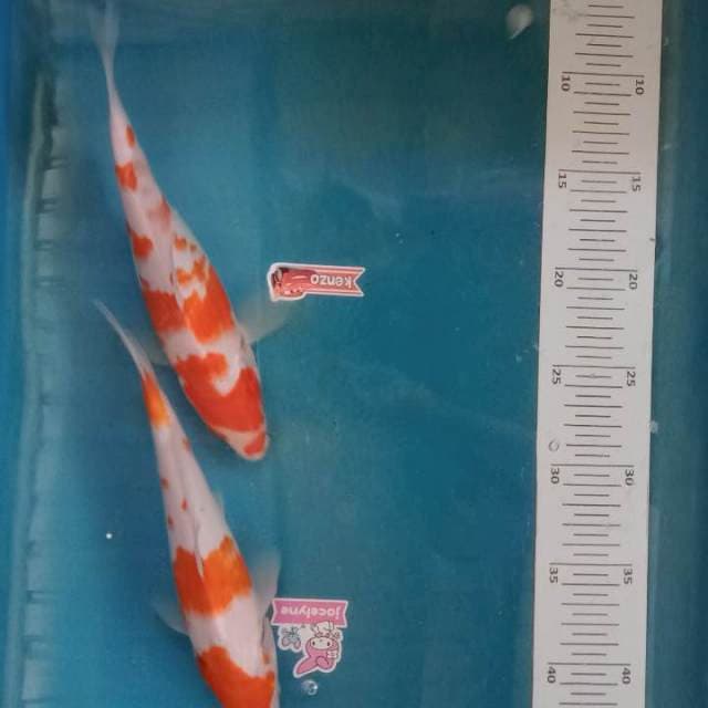 Paket kohaku 