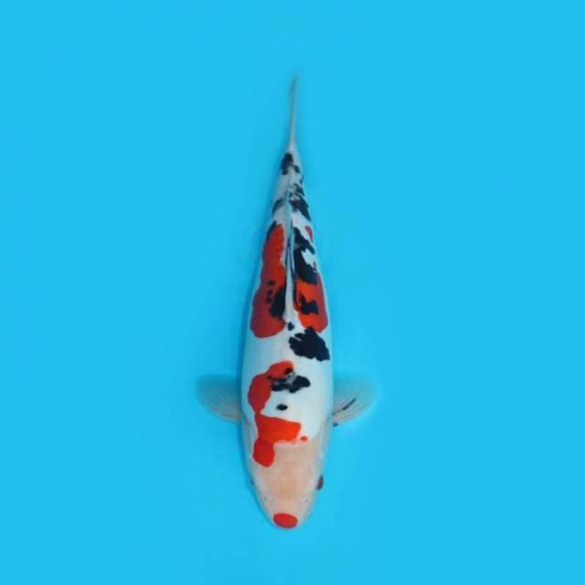37CM - KUCHIBENI
