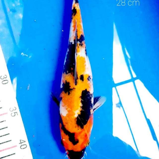 Showa 28 cm