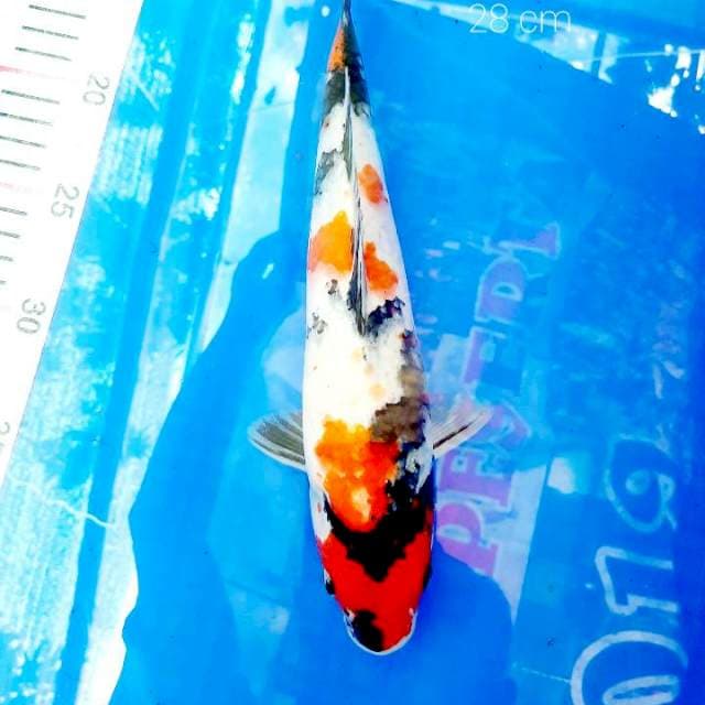 Showa 28 cm