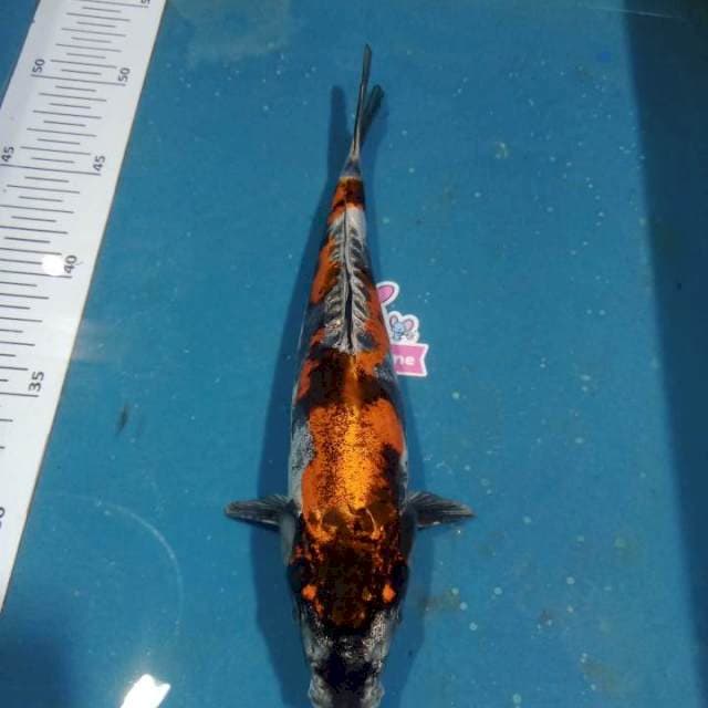Kikokuryu istimewa