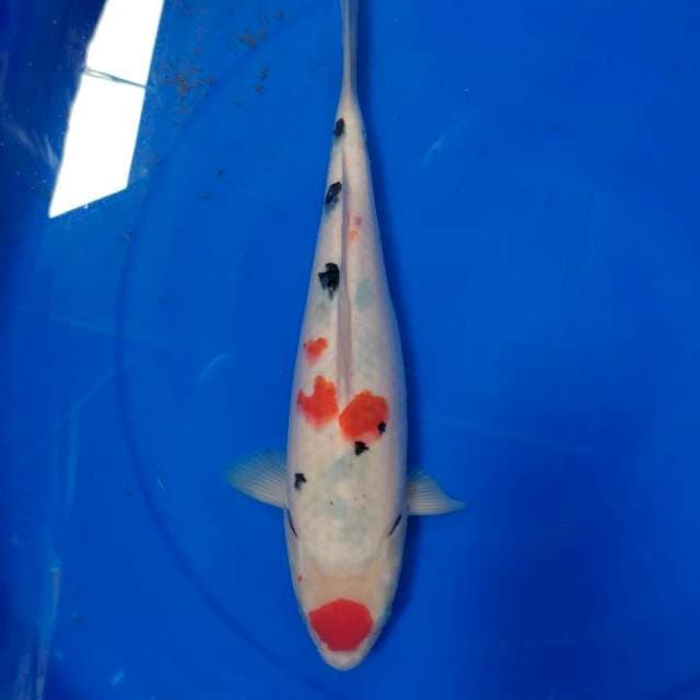 MARUTEN SANKE 35CM