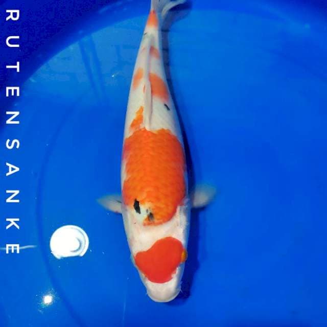 MARUTEN SANKE 41CM