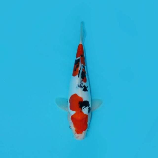 Sanke Doitsu 33 Cm
