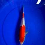Kohaku 25cm