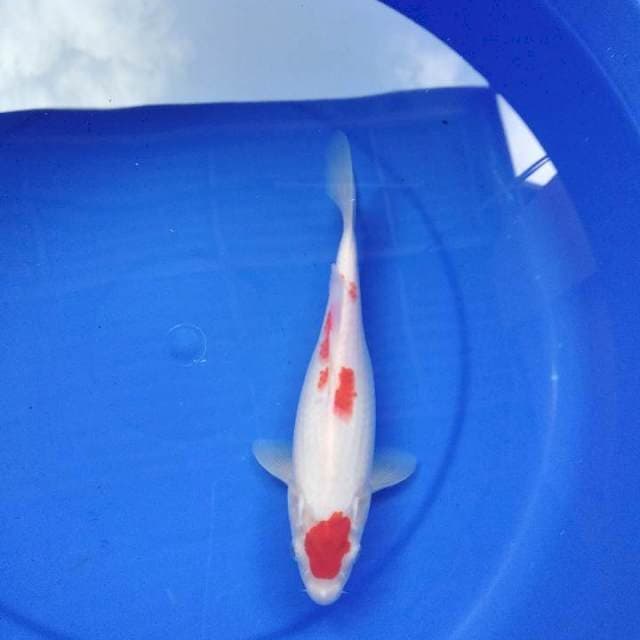 Maruten Kohaku 25cm