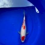 Maruten Kohaku 25cm