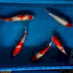 Mix Kohaku 25-30cm