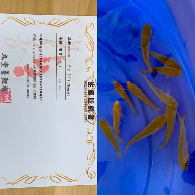 1 CHAGOI IMPORT MARUDO