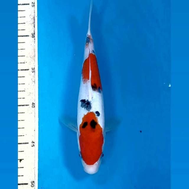 Sanke, 23 cm