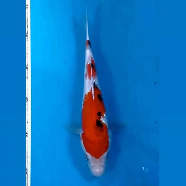 Sanke, 24 cm